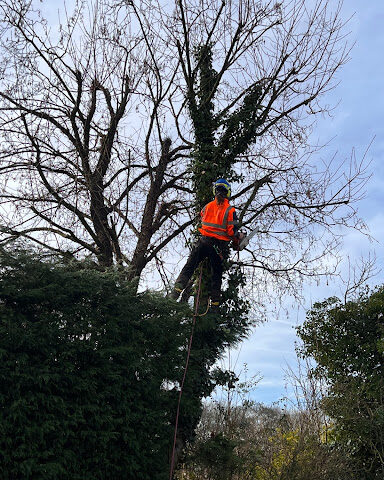 Tree surgeon climbing tree with chainsaw in hand
