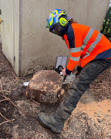 Tree surgeon cutting fallen tree stump with chain saw