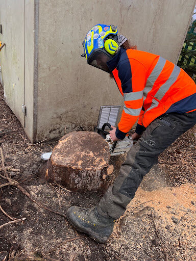 Tree surgeon cutting fallen tree stump with chain saw