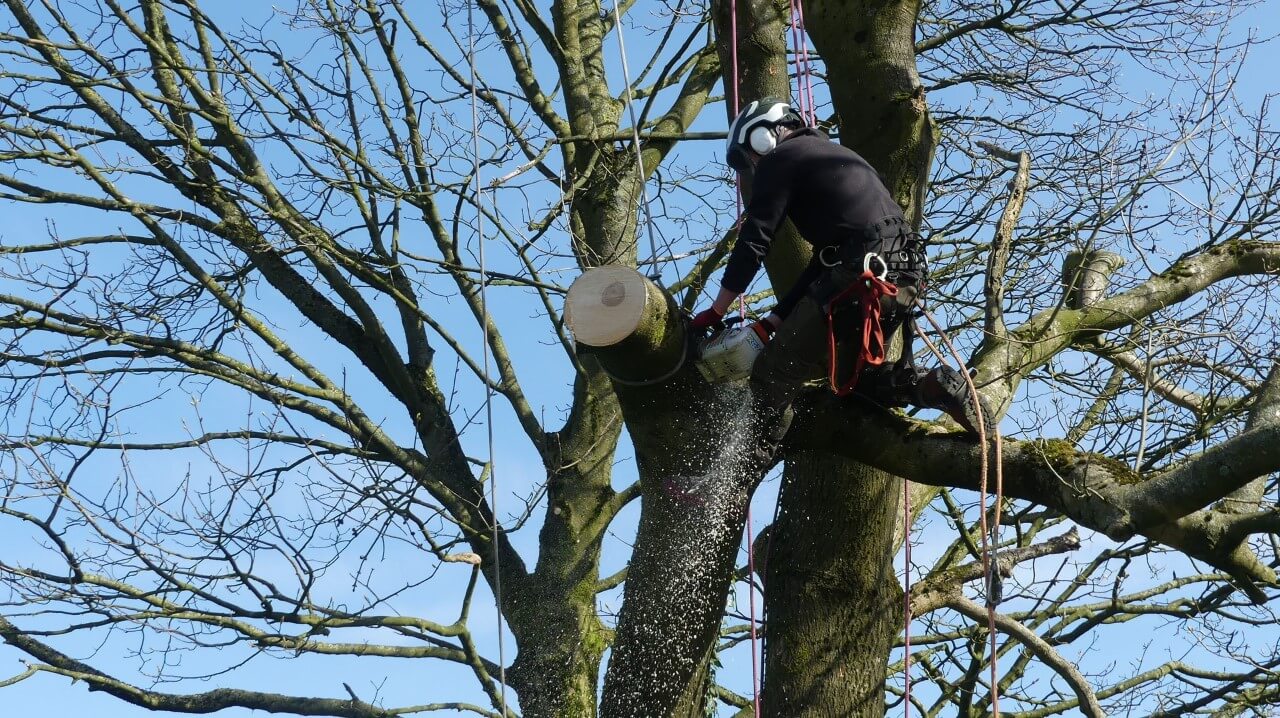 Tree surgeon cutting a large branch off a tree using a cutting saw