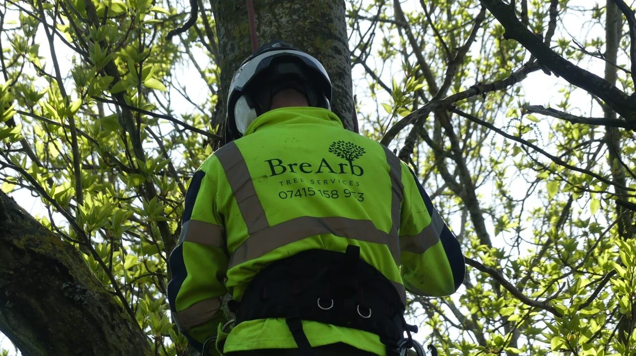 Brearb tree surgeon climbing a tree whilst wearing protective work wear