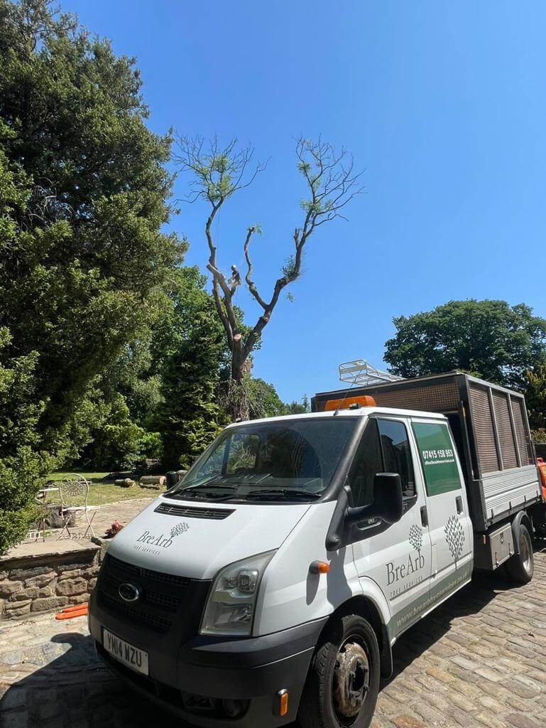 large tree with ash dieback being removed into Brearb Tree services work van